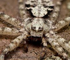 Attēlu rezultāti vaicājumam “Philodromus margaritatus”