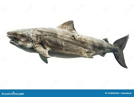 Image result for Somniosus microcephalus