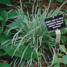 Attēlu rezultāti vaicājumam “Arrhenatherum elatius”