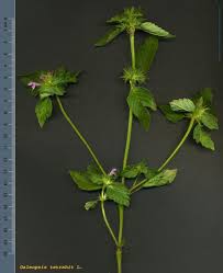 Attēlu rezultāti vaicājumam “Galeopsis tetrahit”