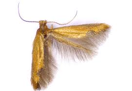 Attēlu rezultāti vaicājumam “Tischeriidae”