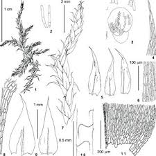 Attēlu rezultāti vaicājumam “Eurhynchium angustirete sporophyte”