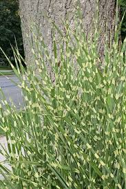 Image result for Miscanthus sinensis Zebrina