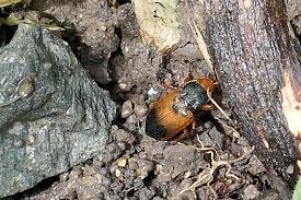 Attēlu rezultāti vaicājumam “Diachromus germanus”