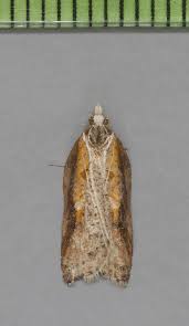 Attēlu rezultāti vaicājumam “Acleris cristana”