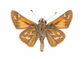 Attēlu rezultāti vaicājumam “Hesperia comma male”