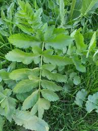 Attēlu rezultāti vaicājumam “Pastinaca sativa subsp. sylvestris”