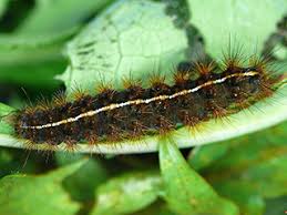 Attēlu rezultāti vaicājumam “Diacrisia sannio larva”