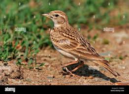 Image result for Calandrella brachydactyla