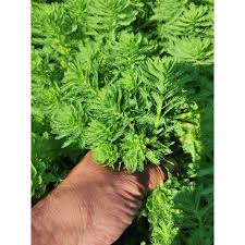 「綠羽毛」的圖片搜尋結果