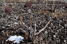 Attēlu rezultāti vaicājumam “Diderma tigrinum stalked”