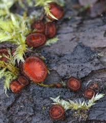 Attēlu rezultāti vaicājumam “Scutellinia scutellata”