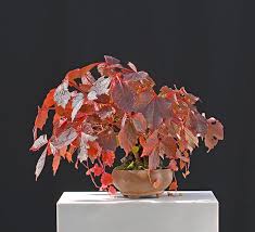 Image result for parthenocissus bonsai