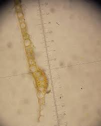 Attēlu rezultāti vaicājumam “Dicranum leioneuron”