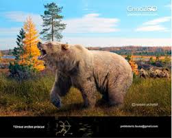 Attēlu rezultāti vaicājumam “Ursus arctos”