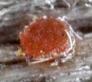 Attēlu rezultāti vaicājumam “Orbilia sp.”