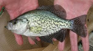 Image result for Pomoxis nigromaculatus