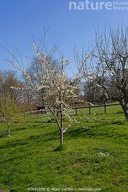 Attēlu rezultāti vaicājumam “Prunus (plum-tree)”