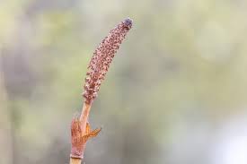 Attēlu rezultāti vaicājumam “Equisetum telmateia”