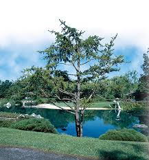 Attēlu rezultāti vaicājumam “Pinus banksiana”