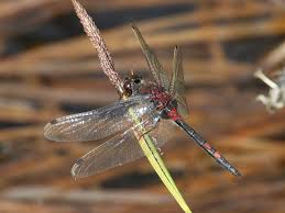 Attēlu rezultāti vaicājumam “Leucorrhinia dubia”