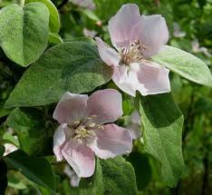 Attēlu rezultāti vaicājumam “Cydonia oblonga flower”