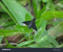 Attēlu rezultāti vaicājumam “Hemipenthes morio”