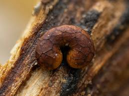 Attēlu rezultāti vaicājumam “Hemitrichia sordivesiculosa macro”