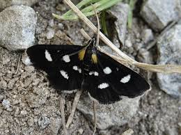 Attēlu rezultāti vaicājumam “Anania funebris”