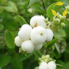 Attēlu rezultāti vaicājumam “Symphoricarpos albus”