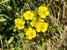 Attēlu rezultāti vaicājumam “Potentilla”