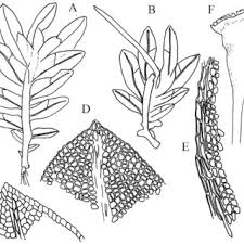 Attēlu rezultāti vaicājumam “Fissidens bryoides sporophyte”