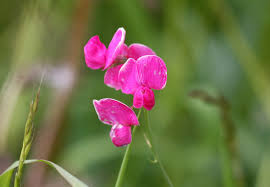 Attēlu rezultāti vaicājumam “Lathyrus tuberosus leaf”
