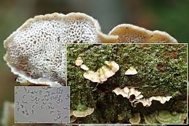 Attēlu rezultāti vaicājumam “Skeletocutis carneogrisea”