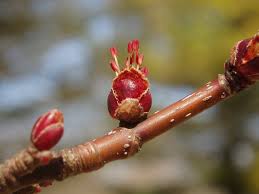 Attēlu rezultāti vaicājumam “Acer saccharinum bud”