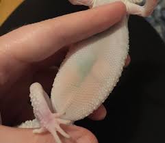 Image result for gravidity leopard gecko