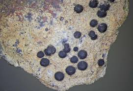 Attēlu rezultāti vaicājumam “Porpidia macrocarpa”