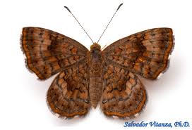 Attēlu rezultāti vaicājumam “Riodinidae”