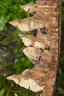 Attēlu rezultāti vaicājumam “Gloeophyllum abietinum”