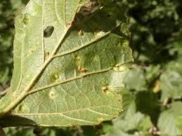 Attēlu rezultāti vaicājumam “Eriophyes laevis”