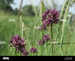 Attēlu rezultāti vaicājumam “Allium scorodoprasum leaf”