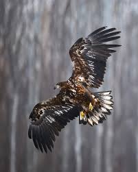 Image result for Haliaeetus albicilla