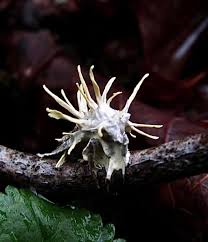 Attēlu rezultāti vaicājumam “Akanthomyces aculeatus”