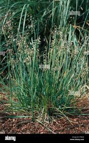 Attēlu rezultāti vaicājumam “Briza media”