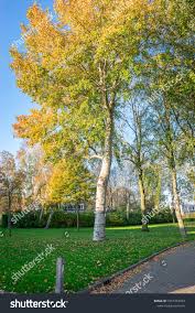 Attēlu rezultāti vaicājumam “Populus x canescens”