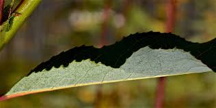 Attēlu rezultāti vaicājumam “Salix daphnoides leaf”