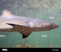 Image result for Negaprion brevirostris