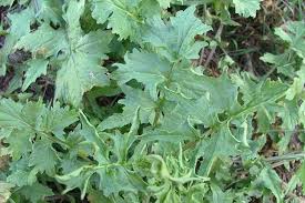 Attēlu rezultāti vaicājumam “Sisymbrium volgense leaf”