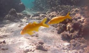 Image result for Parupeneus cyclostomus