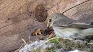 Attēlu rezultāti vaicājumam “Muscicapa striata nest”